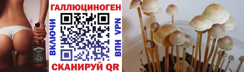 Галлюциногенные грибы Psilocybe  Галич 